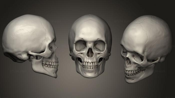 Anatomy of skeletons and skulls (skulls pack 1, ANTM_1068) 3D models for cnc